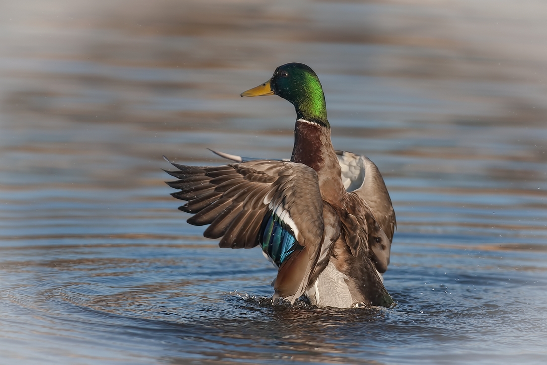 Mallard (Male), Burnaby Lake Regional Park (Piper Spit), Burnaby, British Columbia