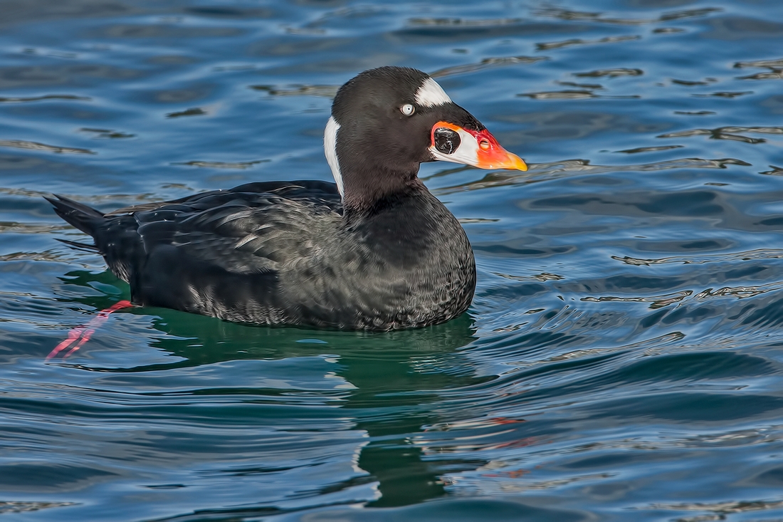 Surf Scoter (Male), White Rock, British Columbia