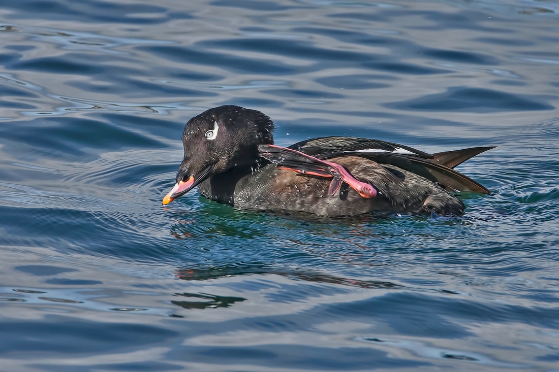 White-Winged Scoter (Male), White Rock, British Columbia