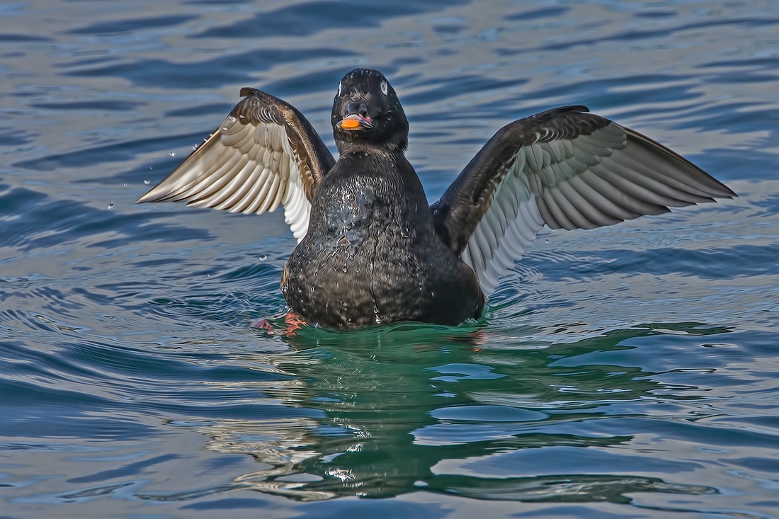 White-Winged Scoter (Male), White Rock, British Columbia