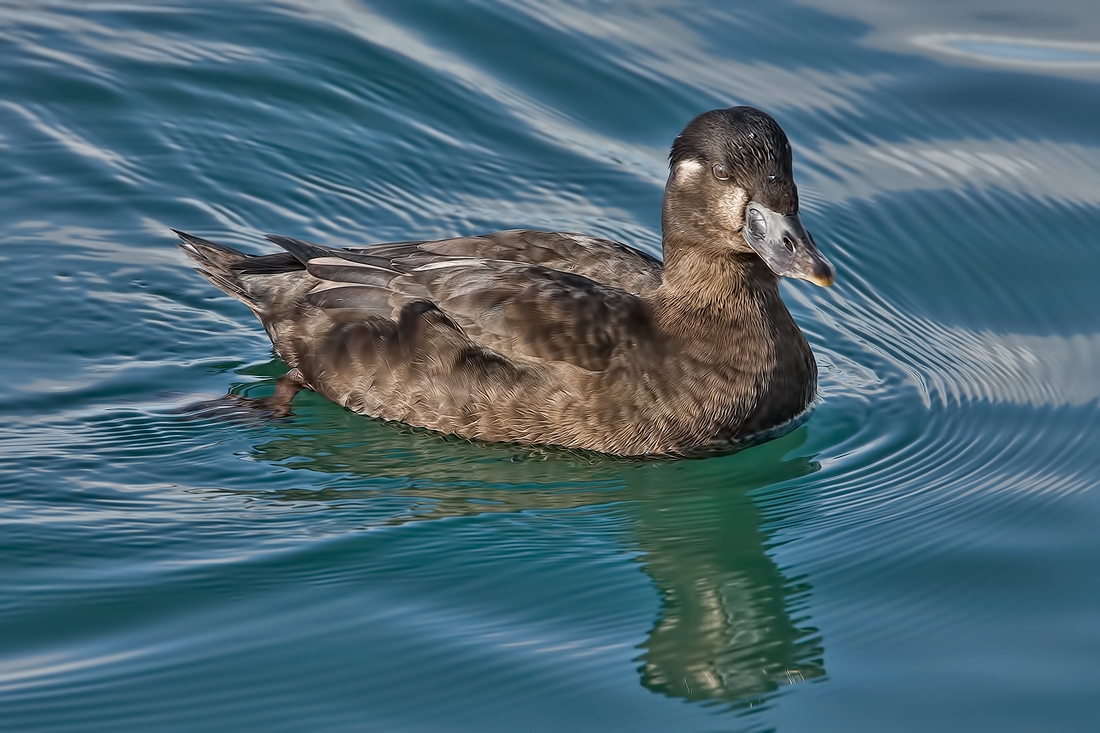 Surf Scoter (Female), White Rock, British Columbia