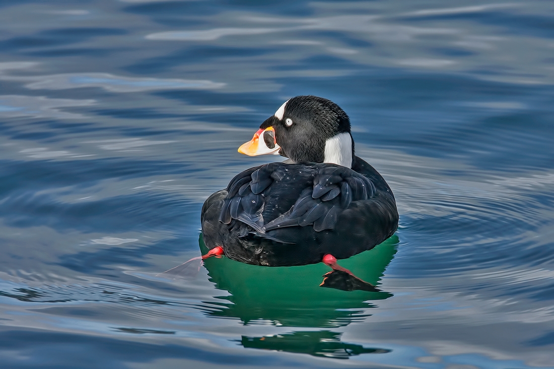 Surf Scoter (Male), White Rock, British Columbia