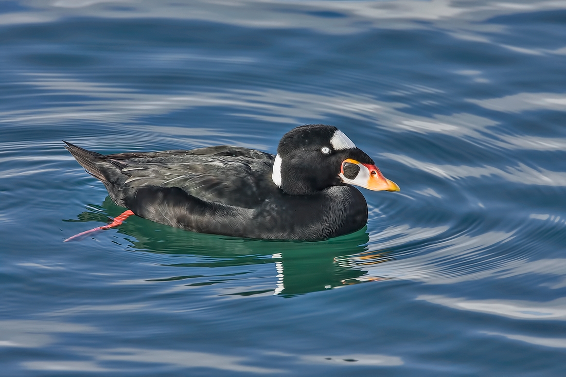 Surf Scoter (Male), White Rock, British Columbia