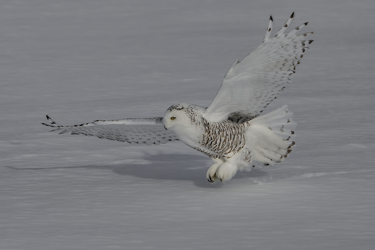 Snowy Owl (Female), Saint Barthelemy, near Montreal, Quebec