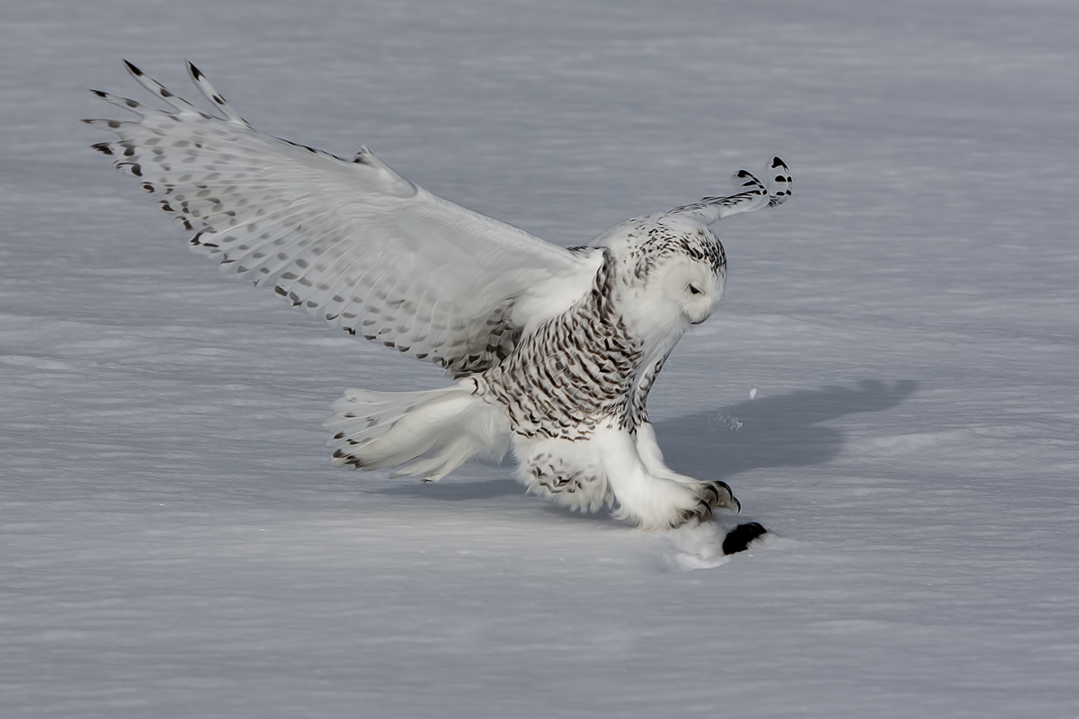 Snowy Owl (Female), Saint Barthelemy, near Montreal, Quebec