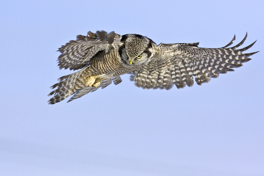 Northern Hawk Owl, Pincourt, Near Montreal, Quebec