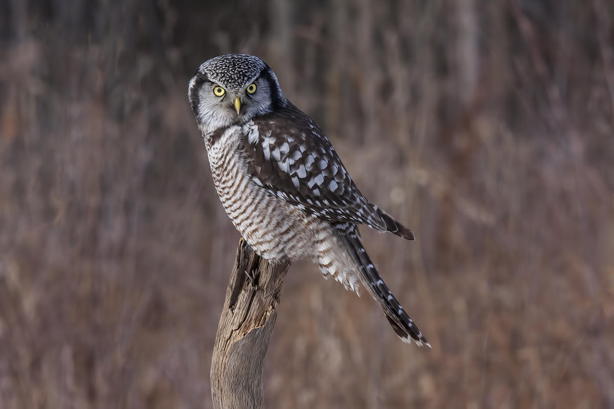 Northern Hawk Owl, Pincourt, near Montreal, Quebec