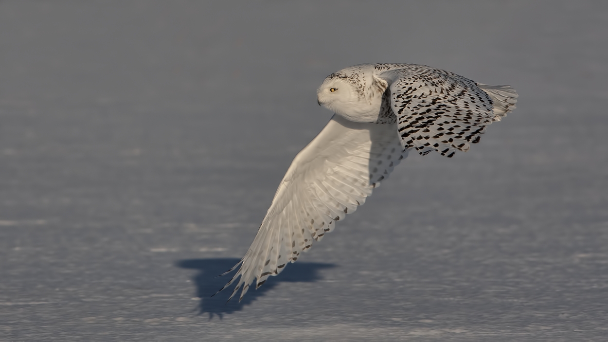 Snowy Owl (Female), Saint Barthelemy, near Montreal, Quebec