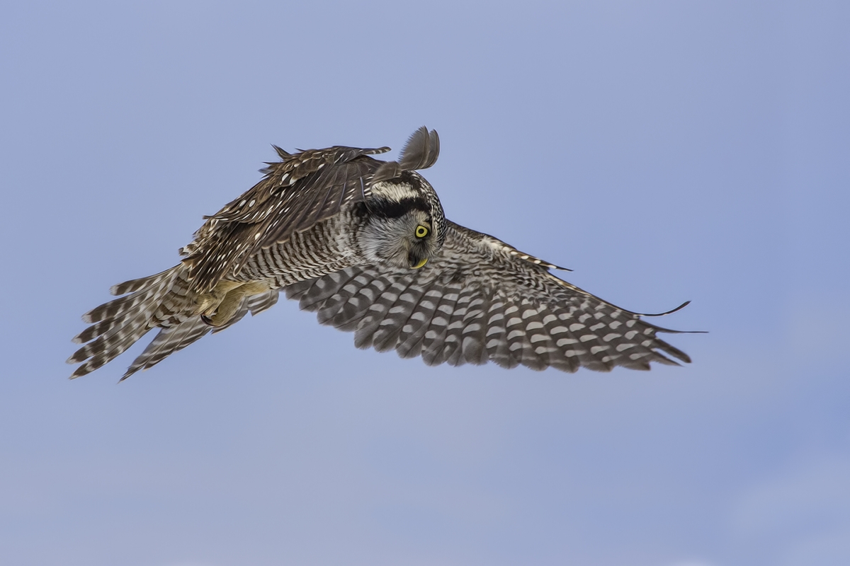 Northern Hawk Owl, Pincourt, near Montreal, Quebec