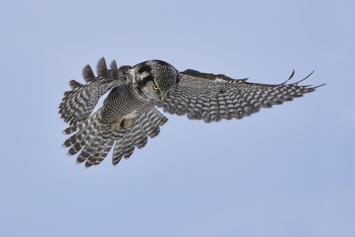 Northern Hawk Owl, Pincourt, near Montreal, Quebec