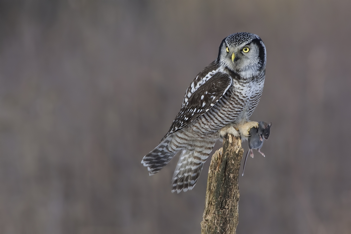 Northern Hawk Owl, Pincourt, near Montreal, Quebec