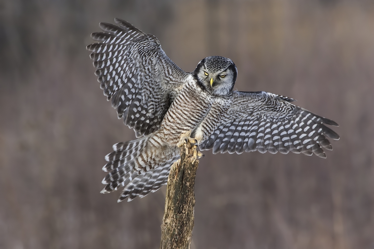 Northern Hawk Owl, Pincourt, near Montreal, Quebec