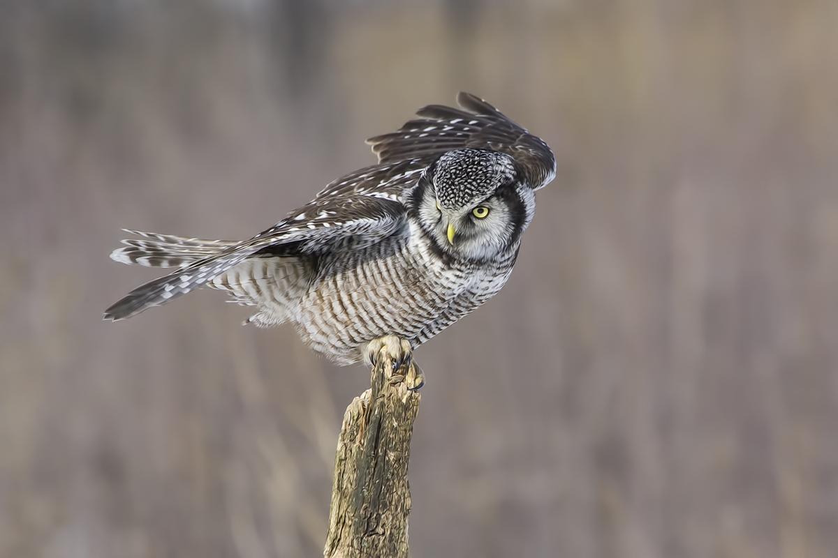 Northern Hawk Owl, Pincourt, near Montreal, Quebec