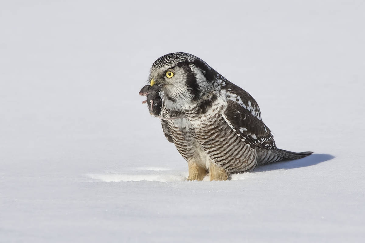 Northern Hawk Owl, Pincourt, near Montreal, Quebec