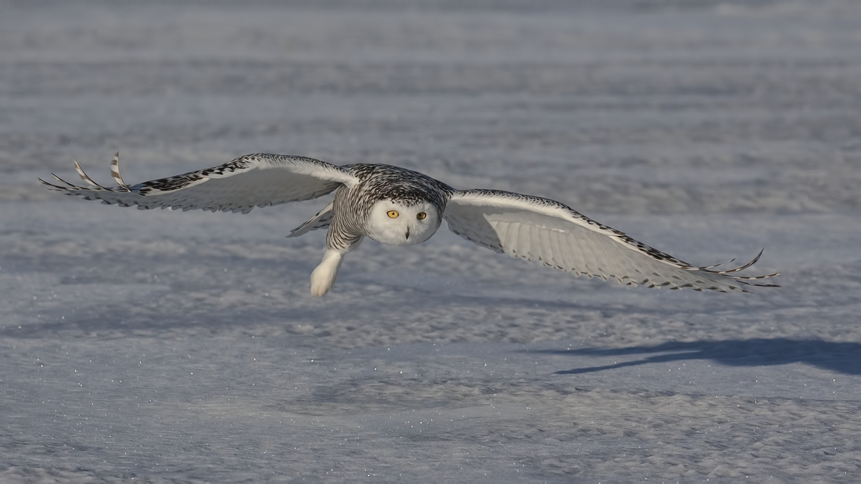 Snowy Owl (Female), Saint Barthelemy, near Montreal, Quebec