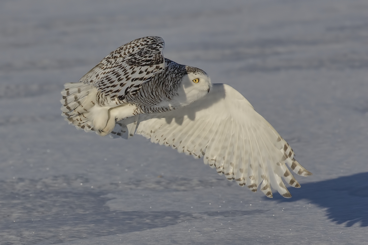 Snowy Owl (Female), Saint Barthelemy, near Montreal, Quebec