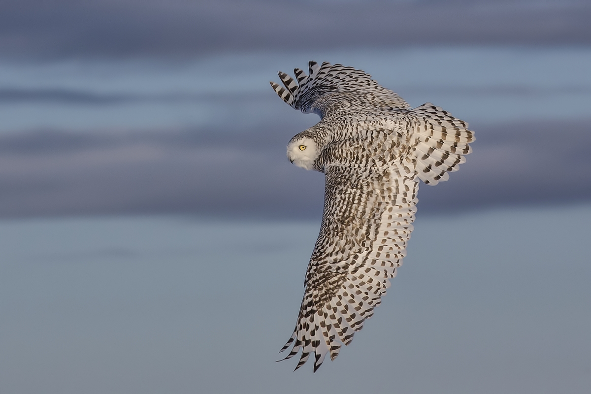 Snowy Owl (Female), Saint Barthelemy, near Montreal, Quebec