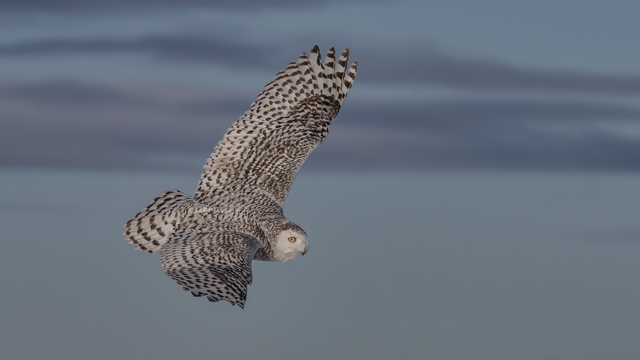 Snowy Owl (Female), Saint Barthelemy, near Montreal, Quebec