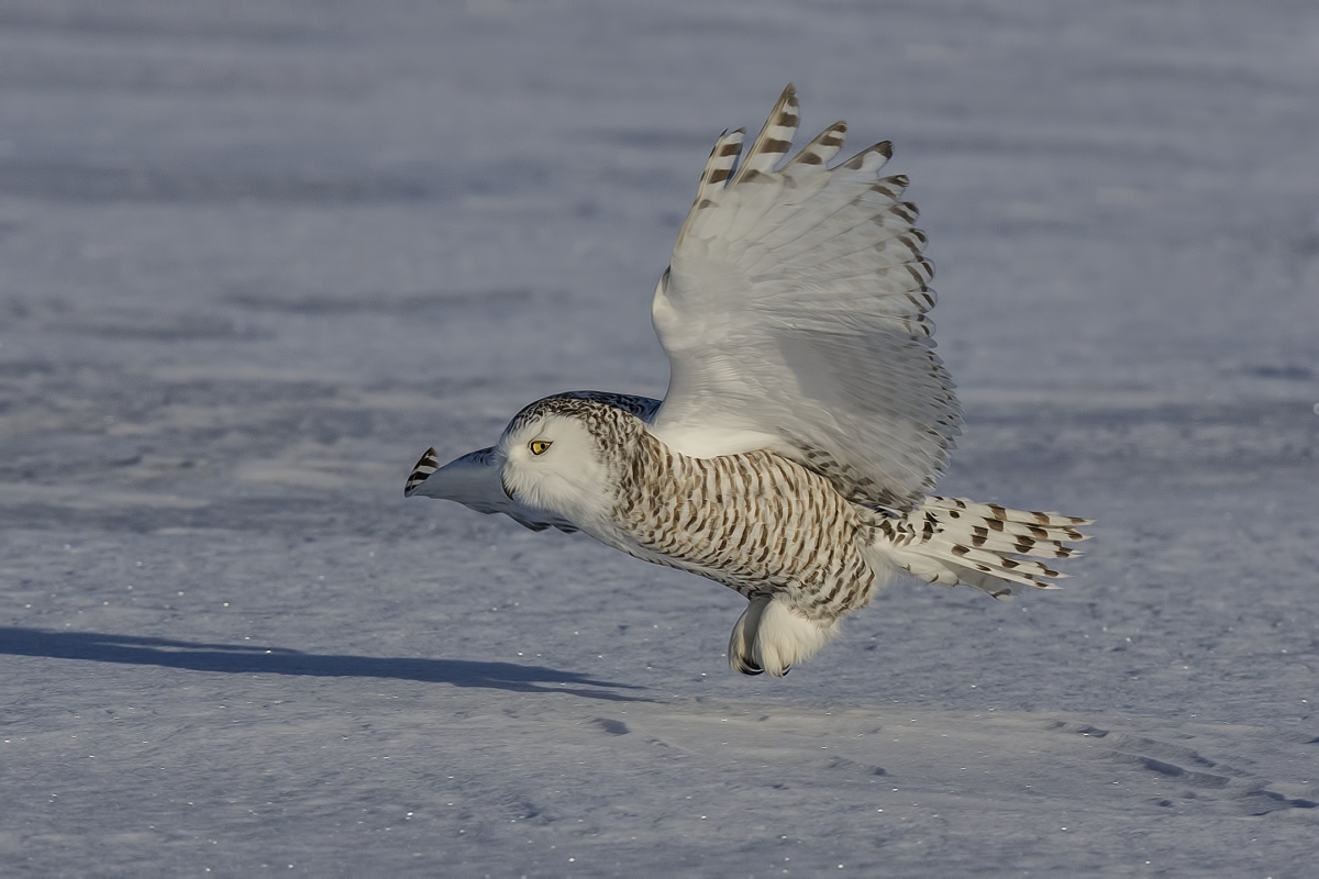 Snowy Owl (Female), Saint Barthelemy, near Montreal, Quebec