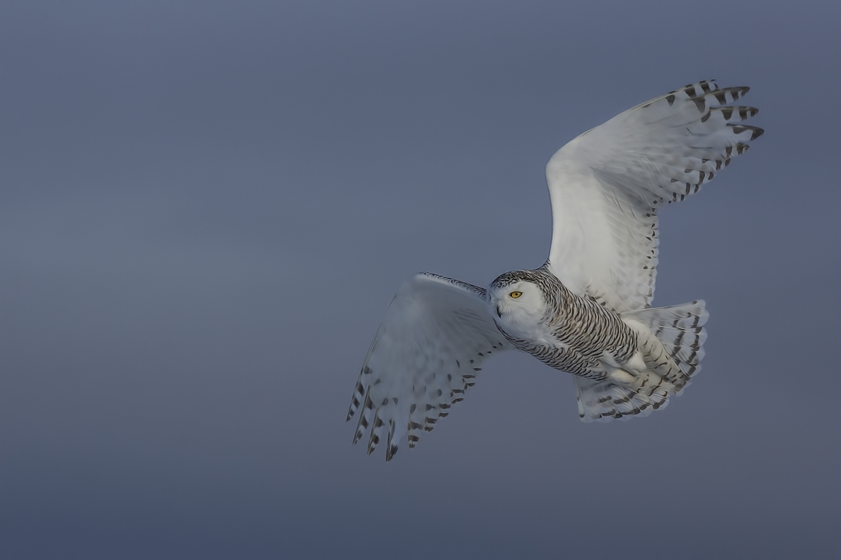 Snowy Owl (Female), Saint Barthelemy, near Montreal, Quebec