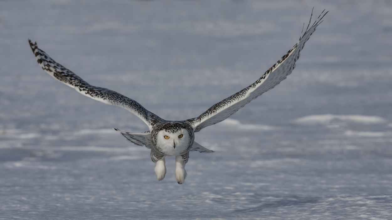 Snowy Owl (Female), Saint Barthelemy, near Montreal, Quebec