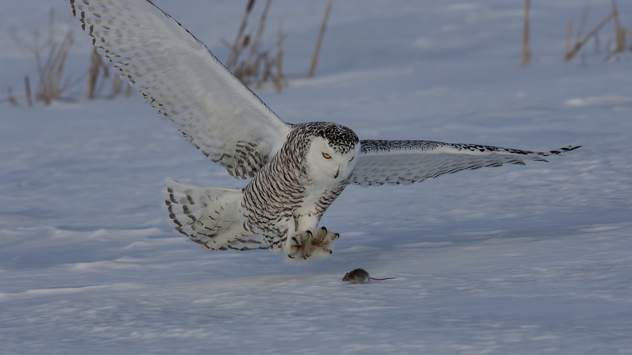 Snowy Owl (Female), Saint Barthelemy, near Montreal, Quebec