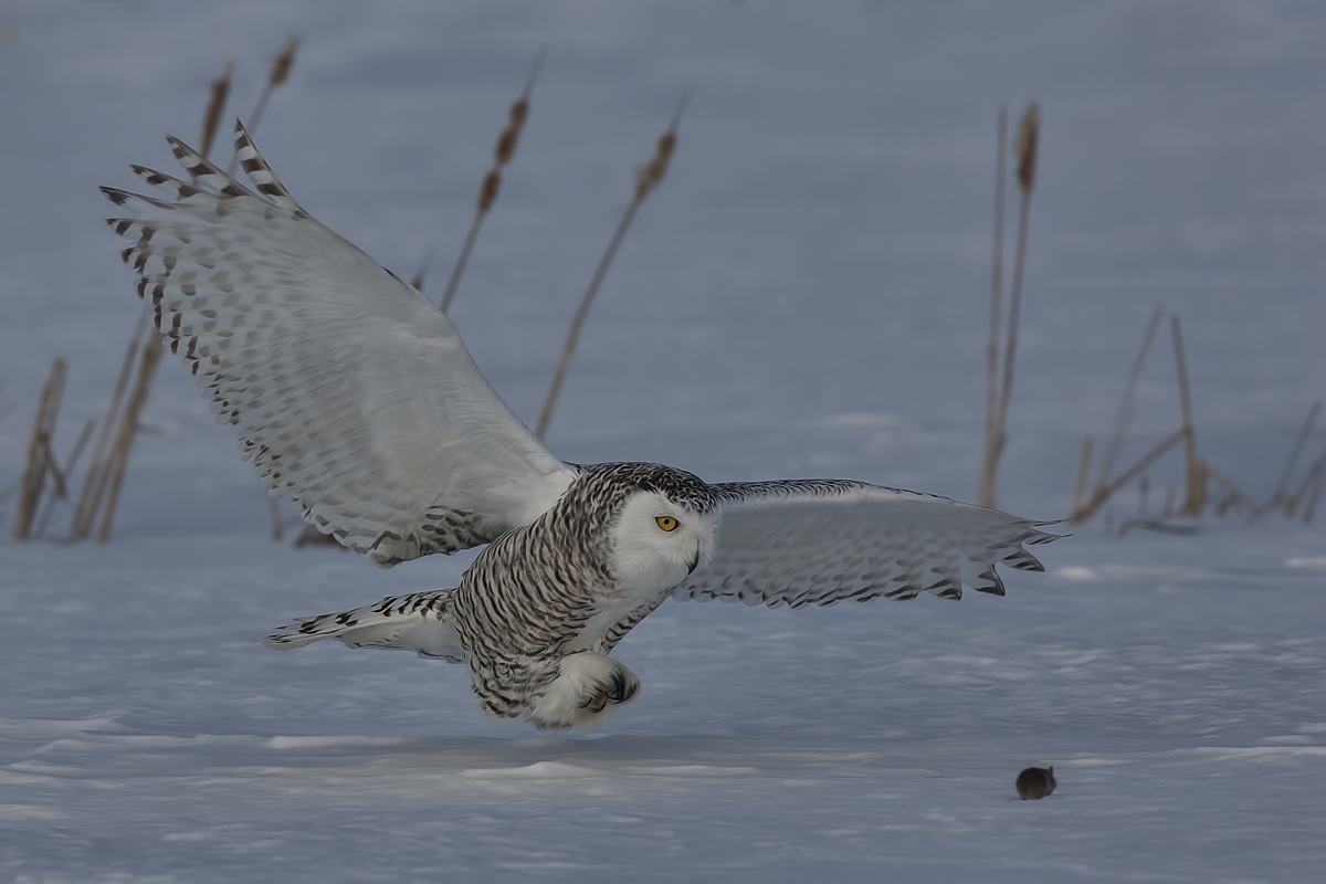 Snowy Owl (Female), Saint Barthelemy, near Montreal, Quebec