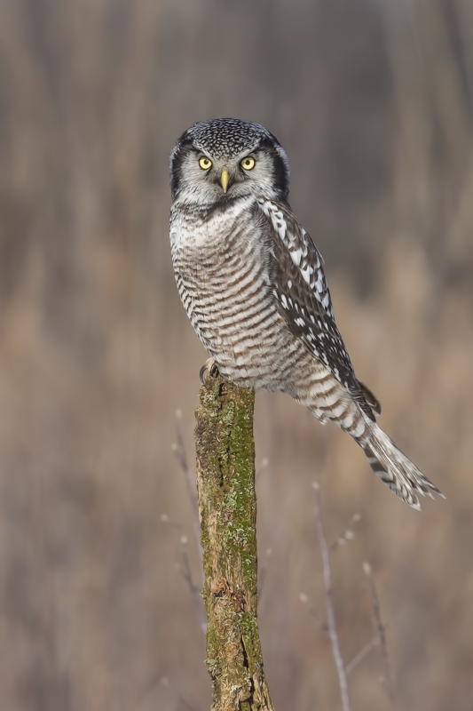 Northern Hawk Owl, Pincourt, near Montreal, Quebec