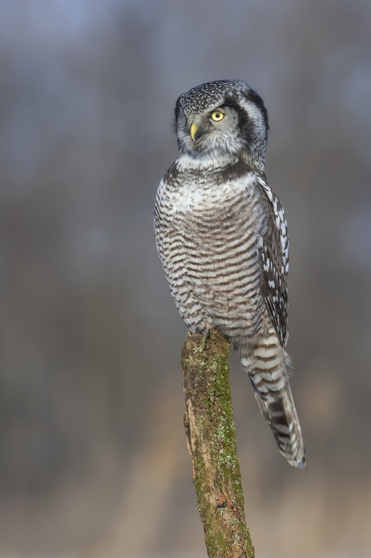 Northern Hawk Owl, Pincourt, near Montreal, Quebec