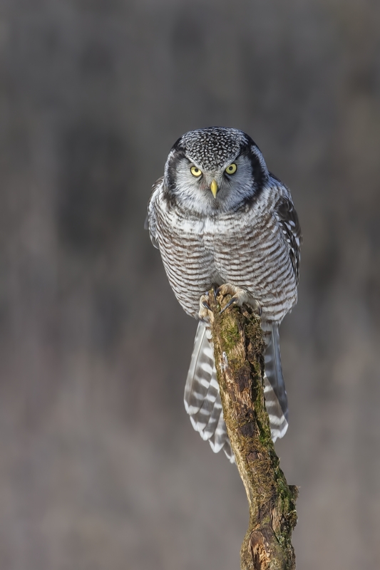 Northern Hawk Owl, Pincourt, near Montreal, Quebec