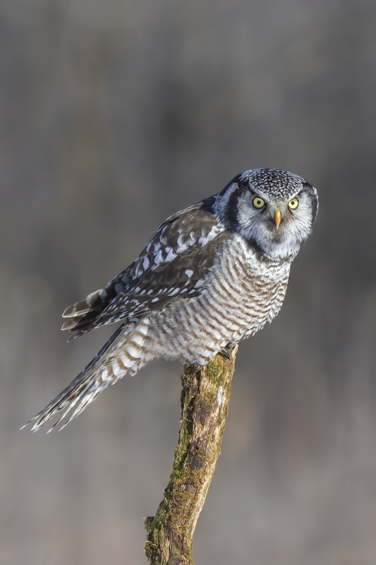 Northern Hawk Owl, Pincourt, near Montreal, Quebec