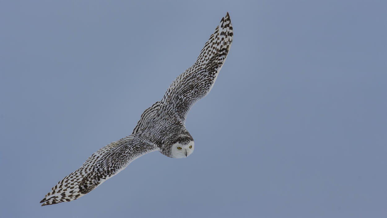 Snowy Owl (Female), Saint Barthelemy, near Montreal, Quebec