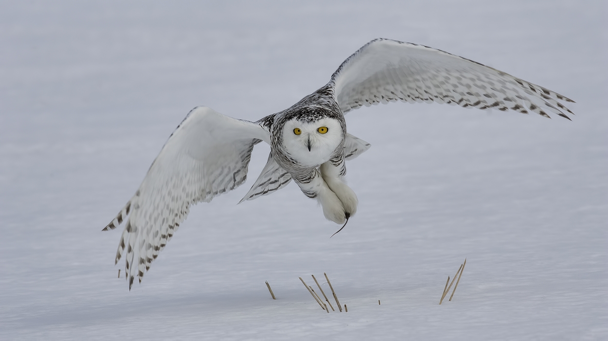 Snowy Owl (Female), Saint Barthelemy, near Montreal, Quebec