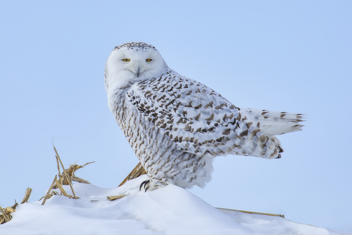 Snowy Owl (Female), Saint Barthelemy, near Montreal, Quebec