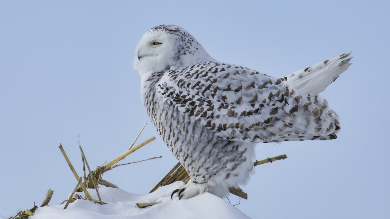 Snowy Owl (Female), Saint Barthelemy, near Montreal, Quebec