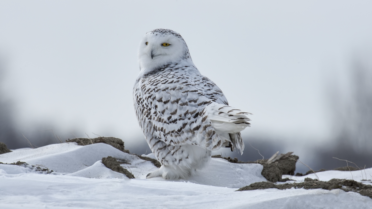 Snowy Owl (Female), Saint Barthelemy, near Montreal, Quebec