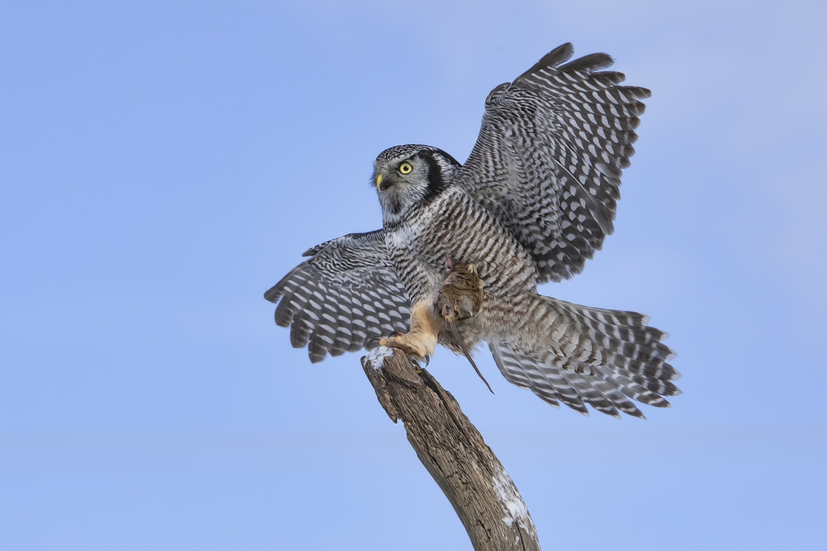 Northern Hawk Owl, Pincourt, near Montreal, Quebec