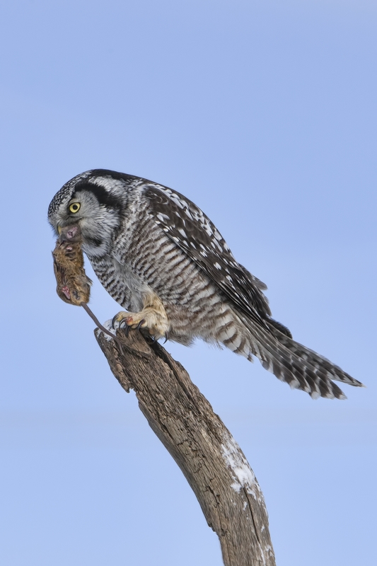 Northern Hawk Owl, Pincourt, near Montreal, Quebec