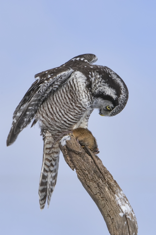 Northern Hawk Owl, Pincourt, near Montreal, Quebec