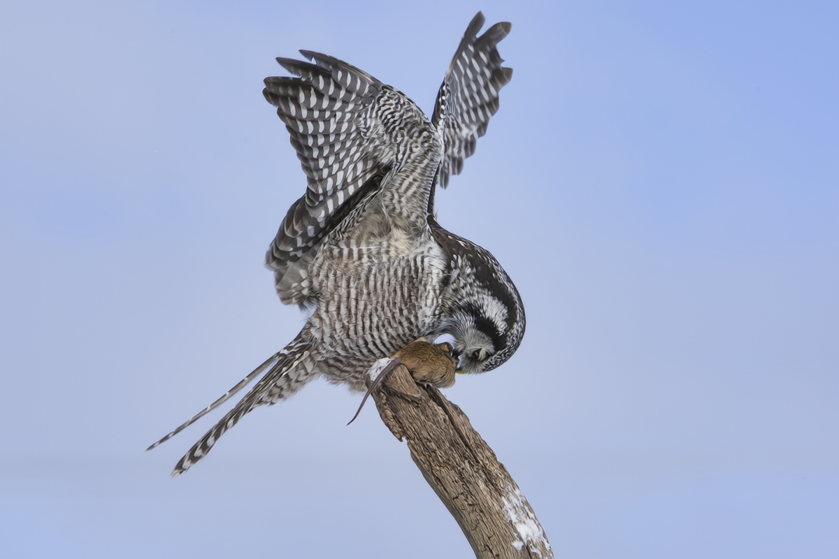 Northern Hawk Owl, Pincourt, near Montreal, Quebec