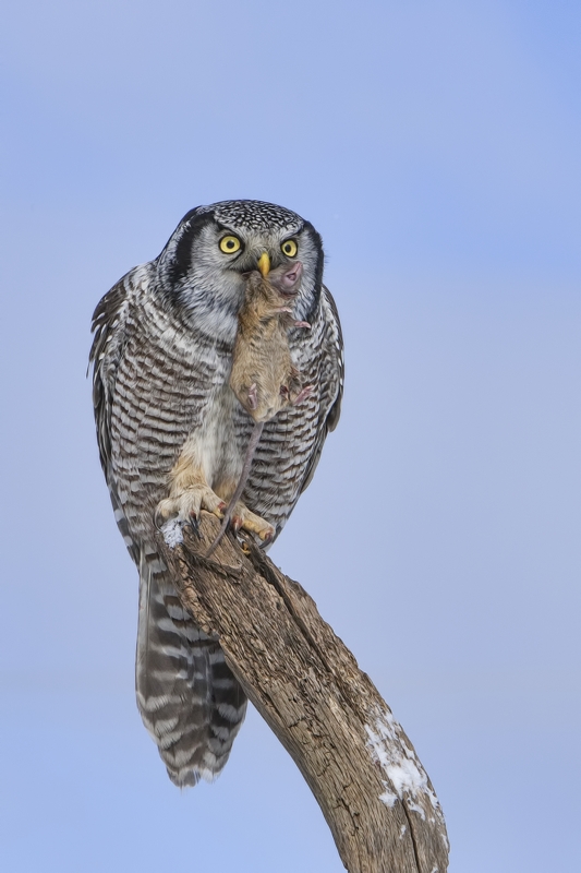 Northern Hawk Owl, Pincourt, near Montreal, Quebec