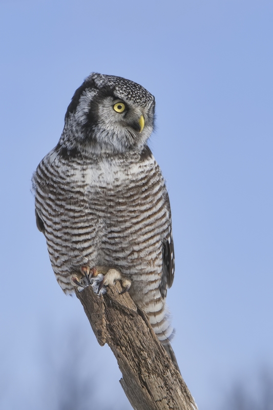 Northern Hawk Owl, Pincourt, near Montreal, Quebec