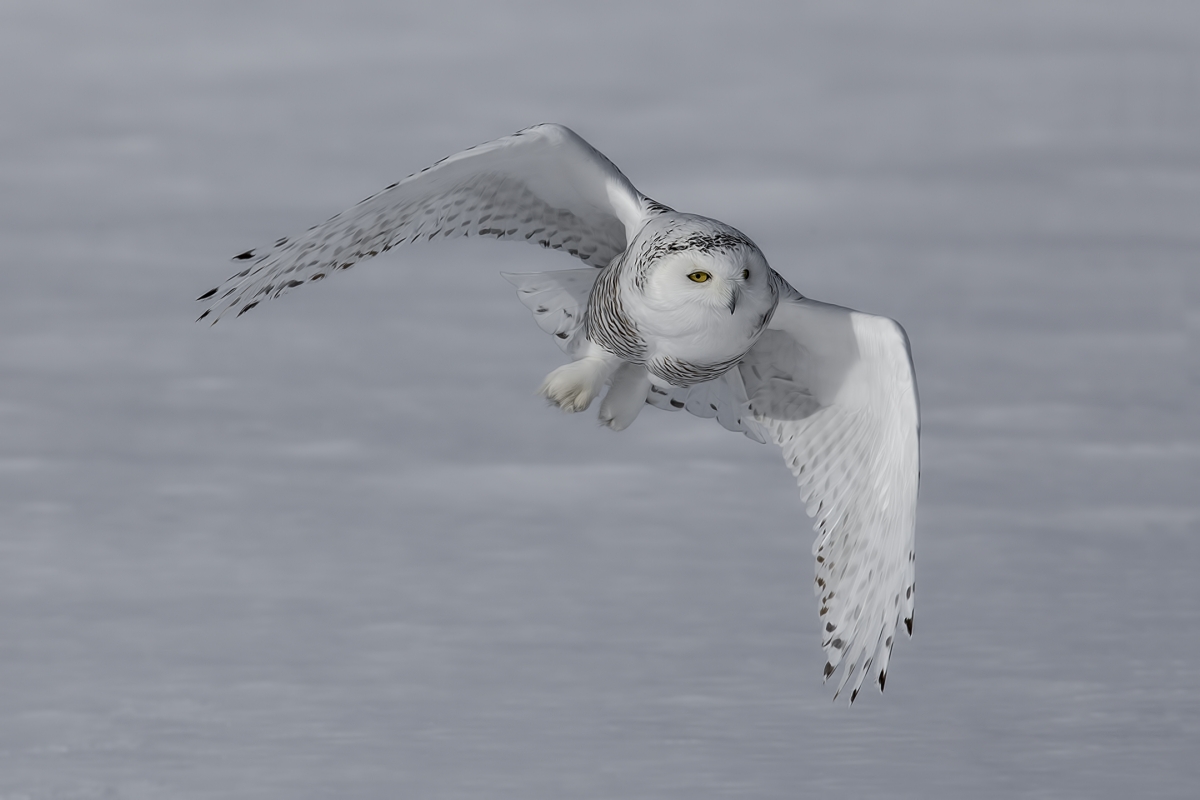 Snowy Owl (Female), Saint Barthelemy, near Montreal, Quebec