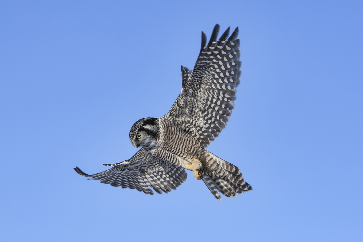 Northern Hawk Owl, Pincourt, near Montreal, Quebec