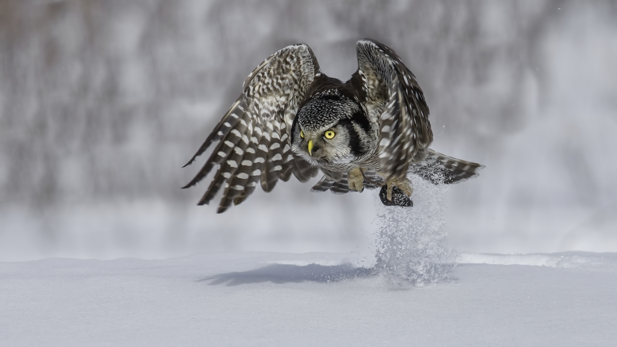 Northern Hawk Owl, Pincourt, near Montreal, Quebec