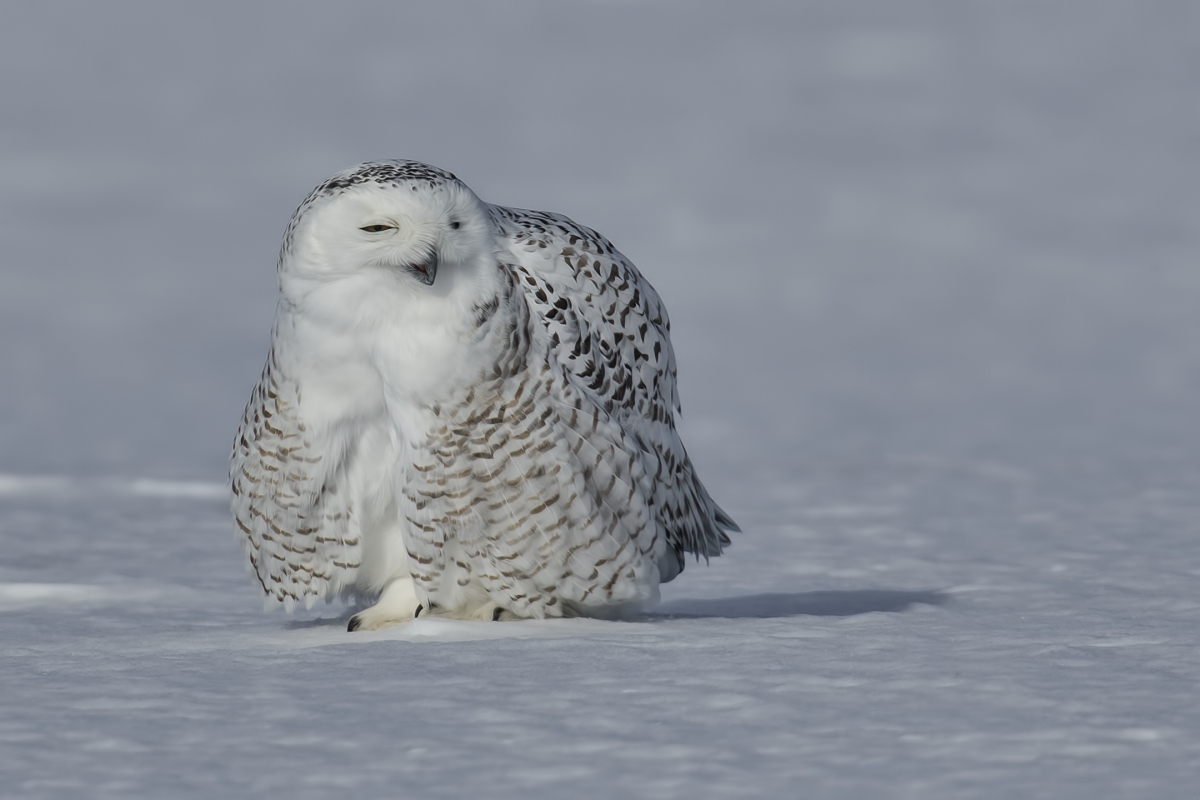 Snowy Owl (Female), Saint Barthelemy, near Montreal, Quebec