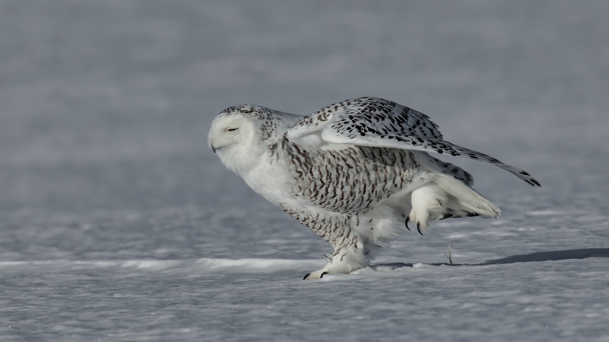 Snowy Owl (Female), Saint Barthelemy, near Montreal, Quebec