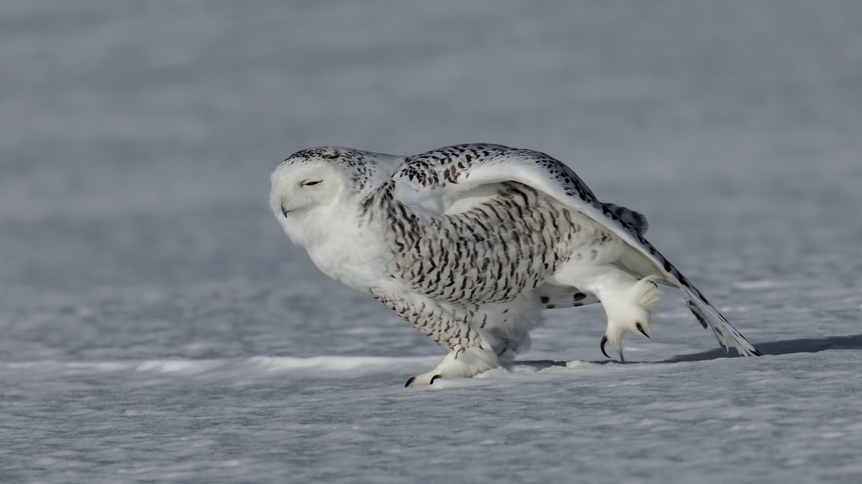 Snowy Owl (Female), Saint Barthelemy, near Montreal, Quebec