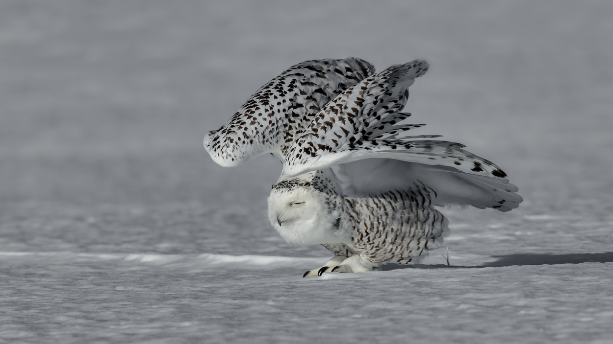 Snowy Owl (Female), Saint Barthelemy, near Montreal, Quebec