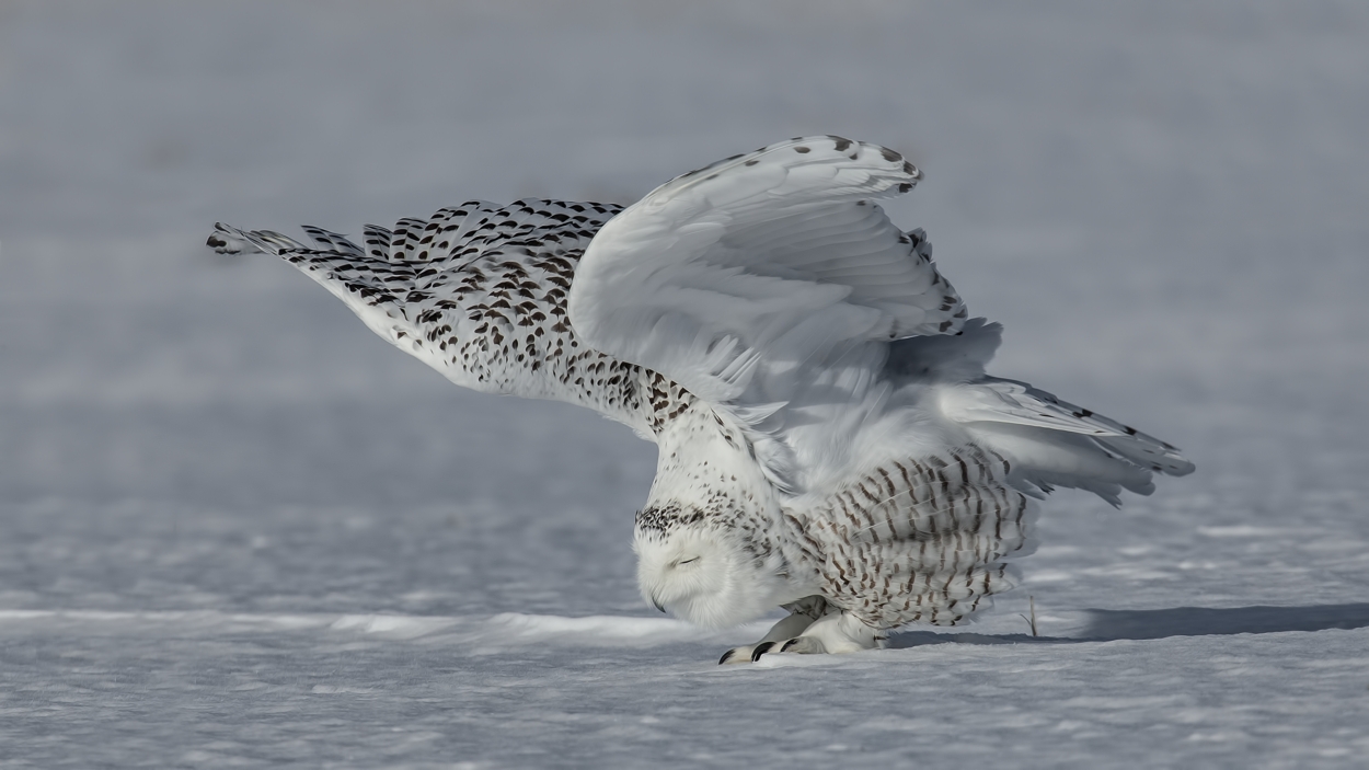 Snowy Owl (Female), Saint Barthelemy, near Montreal, Quebec